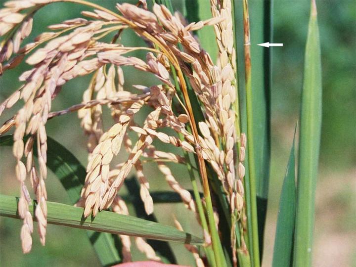 ধানের ব্লাষ্ট রোগ