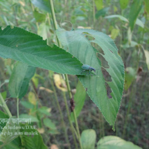 পাটের চেলে পোকা