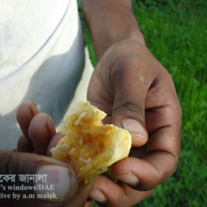 শসার ফলের মাছি পোকা