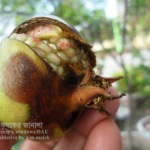 ডালিমের এনথ্রাকনোজ রোগ