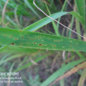 কাউনের বাদামী দাগ রোগ