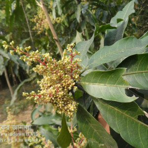 আমের মুকুল বিকৃতি রোগ