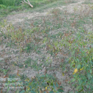 মরিচের আগা মরা রোগ