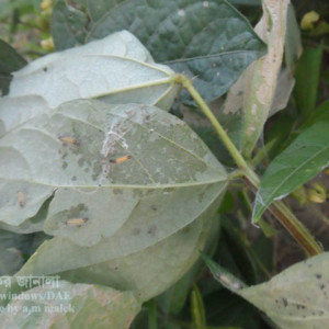 মাসকলাইয়ের বিছা পোকা