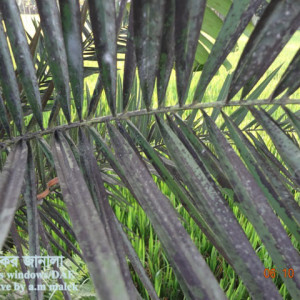 খেজুরের শুটি মোল্ড রোগ