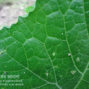 ধুন্দলের পাতা ছিদ্রকারী পোকা