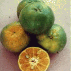 বারি কমলা-১