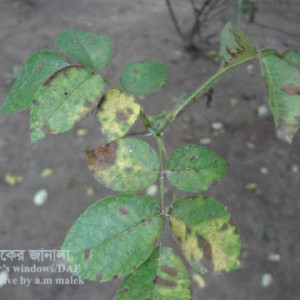গোলাপের পাতার কাল দাগ রোগ